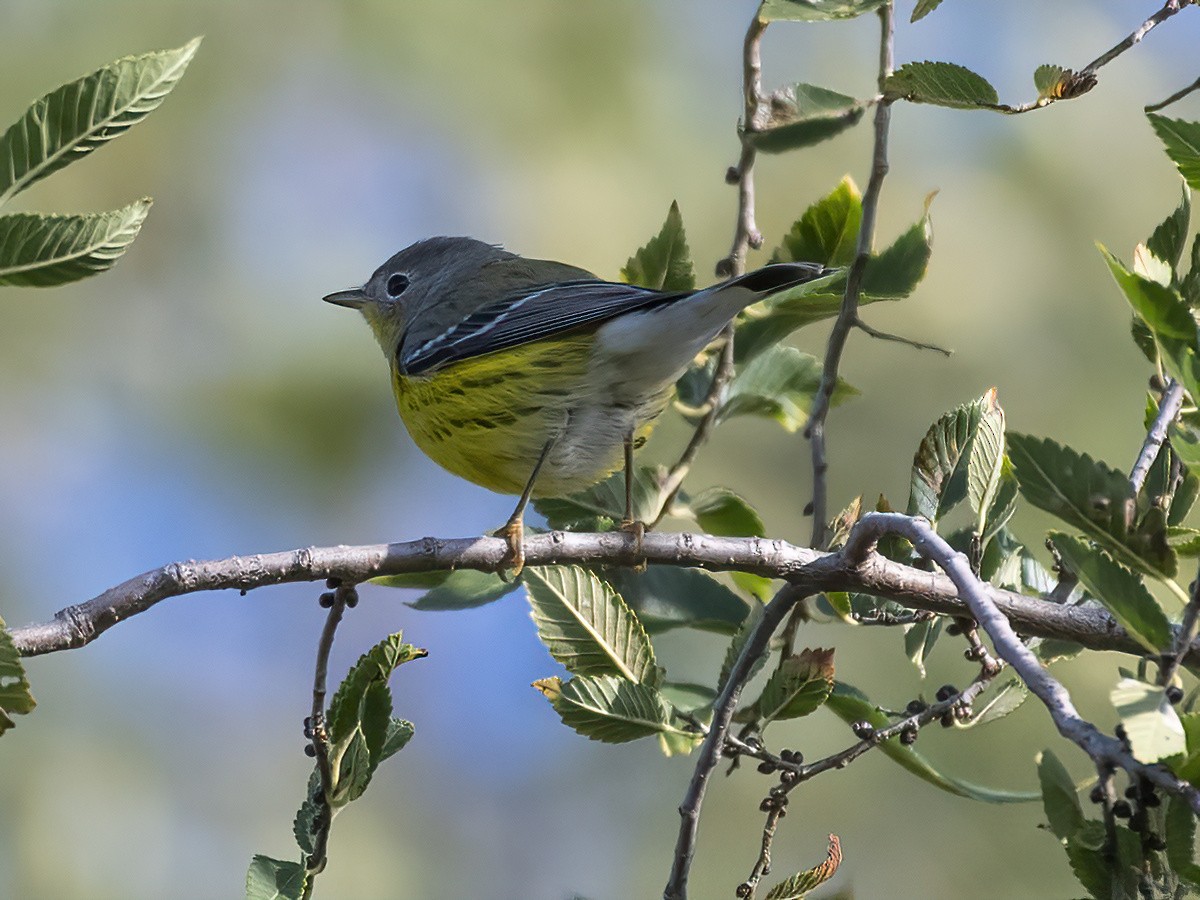 Paruline à tête cendrée - ML642218218