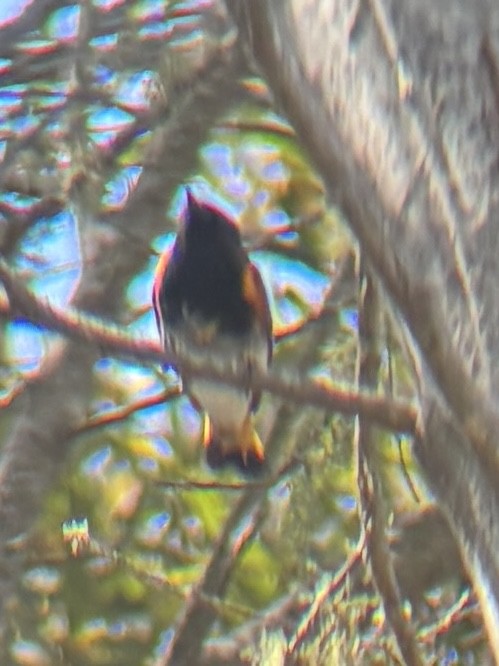 Paruline flamboyante - ML642218223