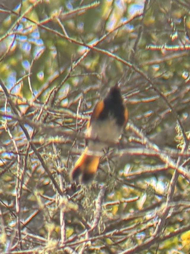 Paruline flamboyante - ML642218224