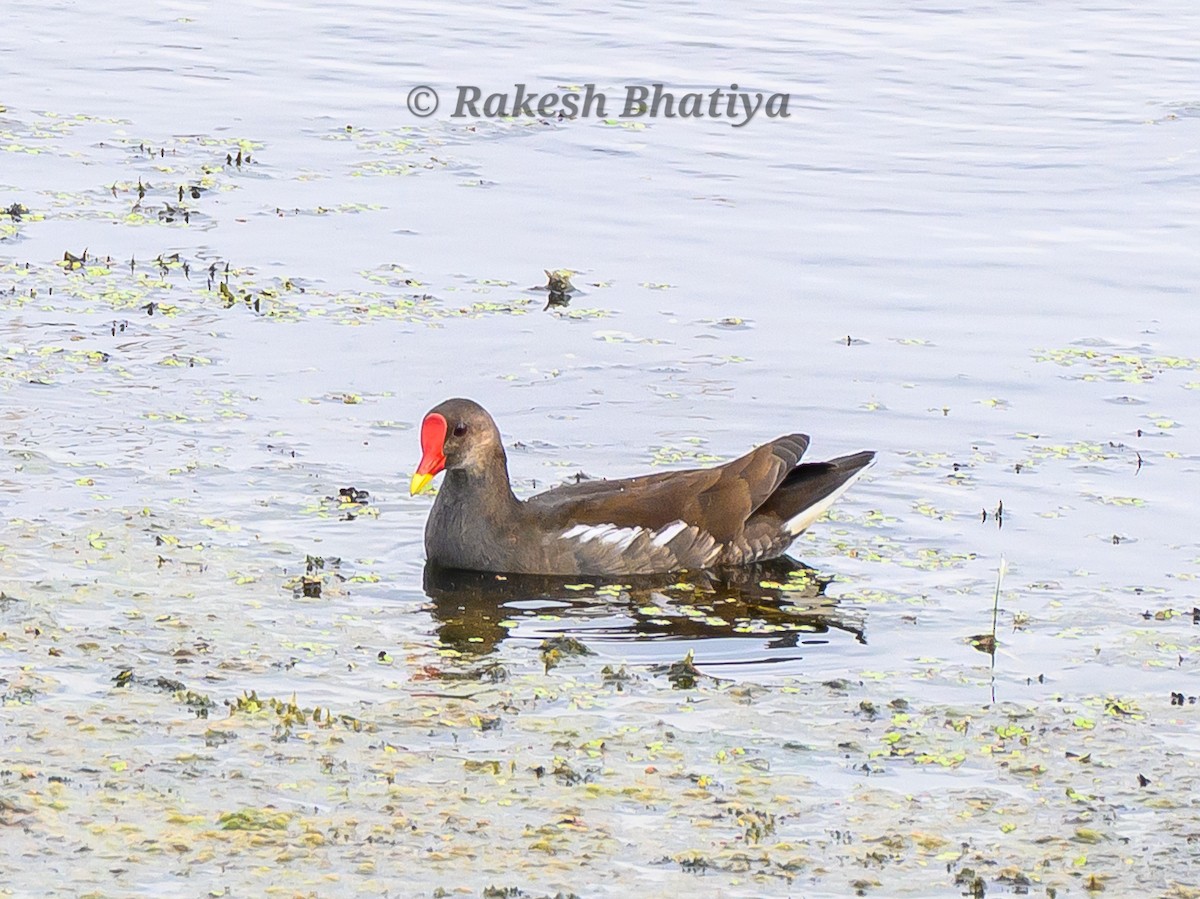 Gallinule poule-d'eau - ML642218226