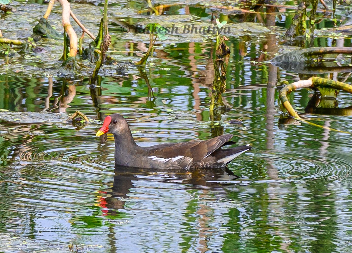 Gallinule poule-d'eau - ML642218227
