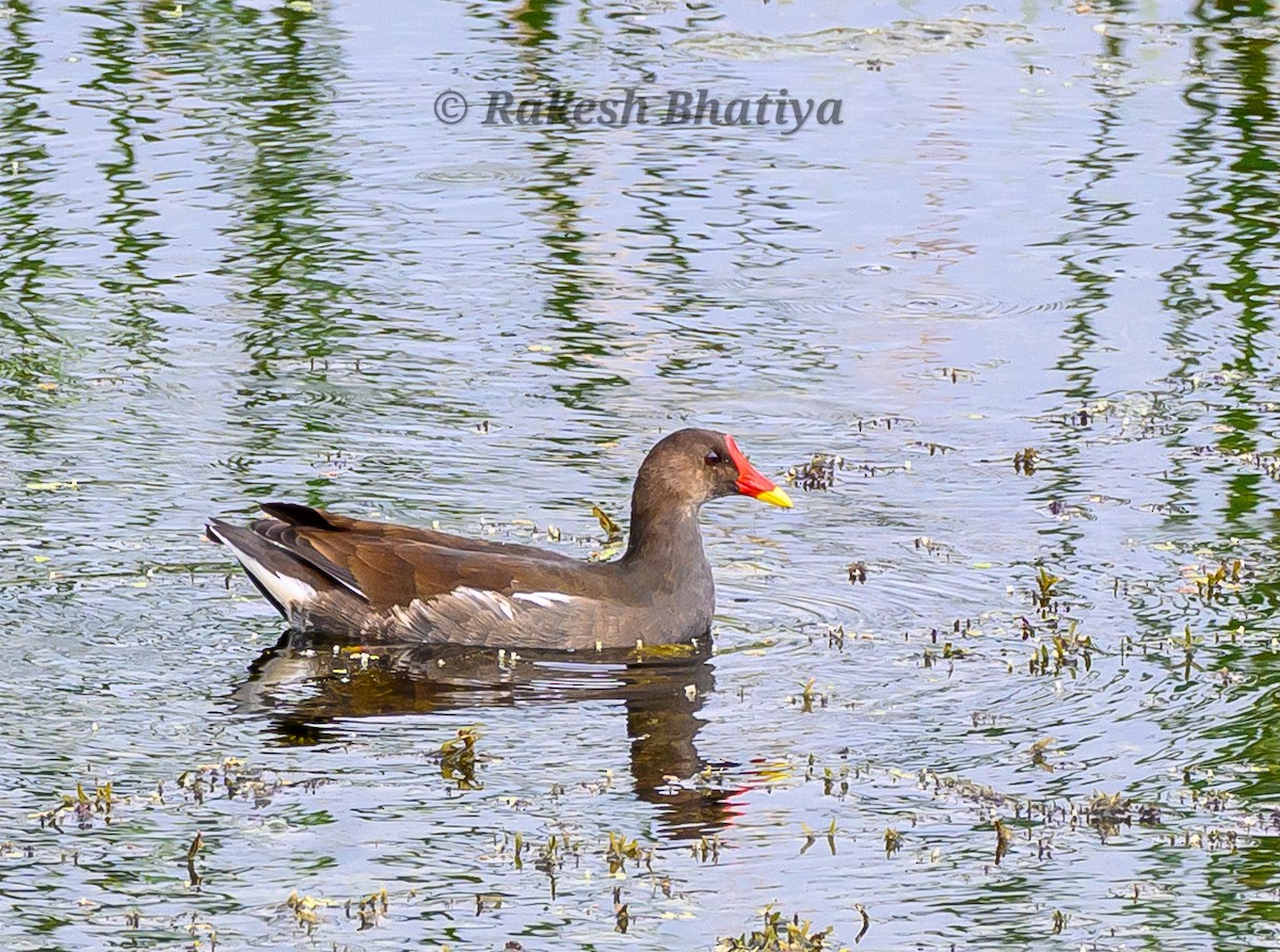 Gallinule poule-d'eau - ML642218228