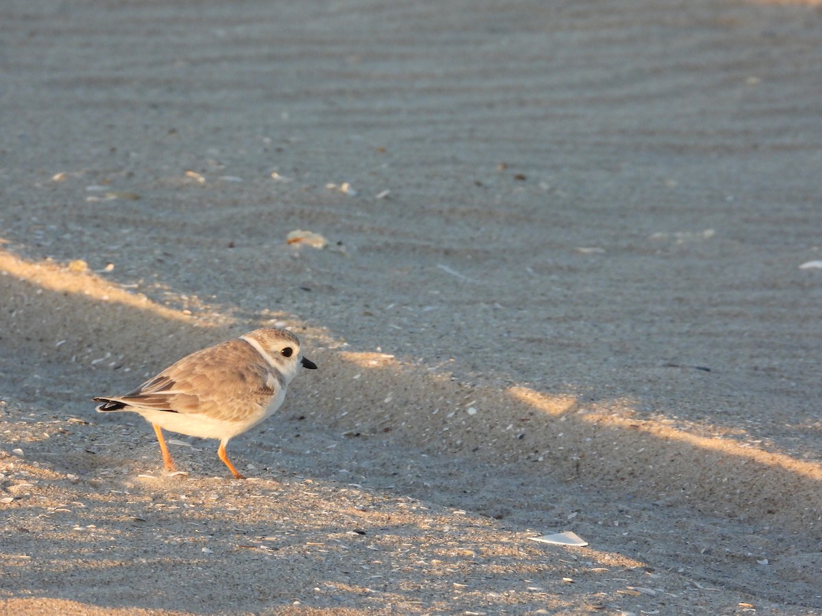Piping Plover - ML642218229