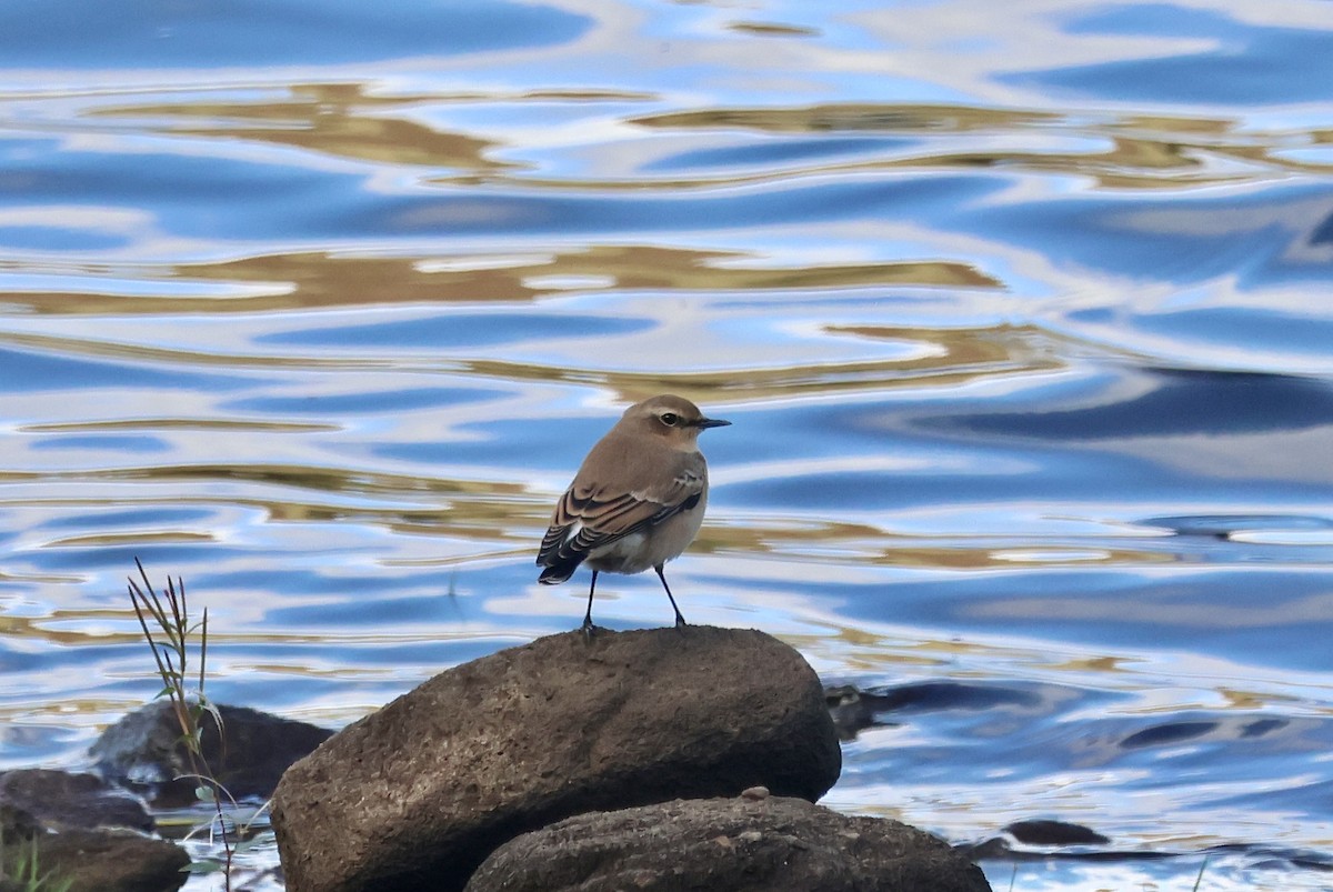 ハシグロヒタキ（oenanthe／libanotica） - ML642218250