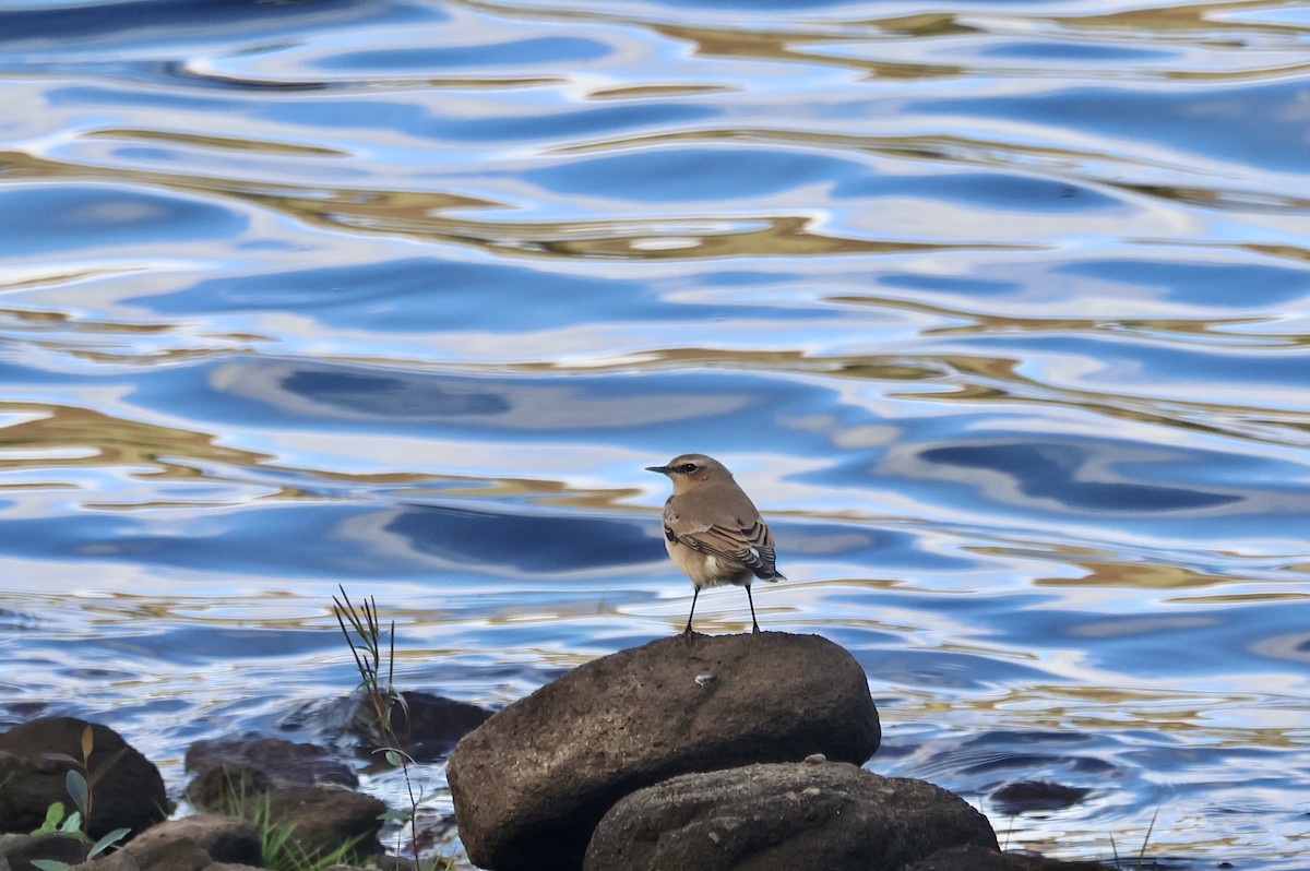 ハシグロヒタキ（oenanthe／libanotica） - ML642218251