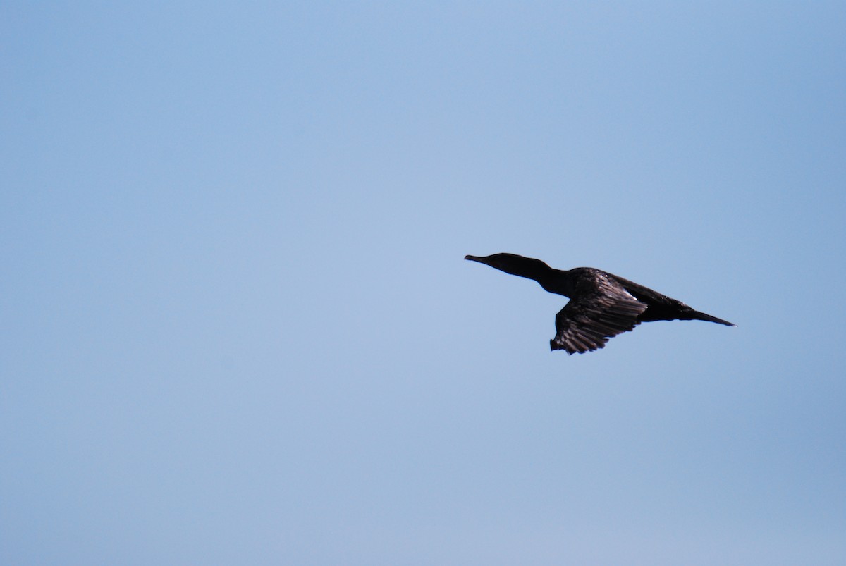 Double-crested Cormorant - ML642218255