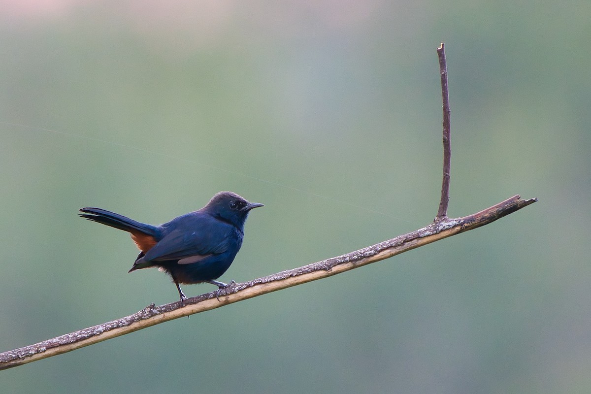 Indian Robin - ML642218270