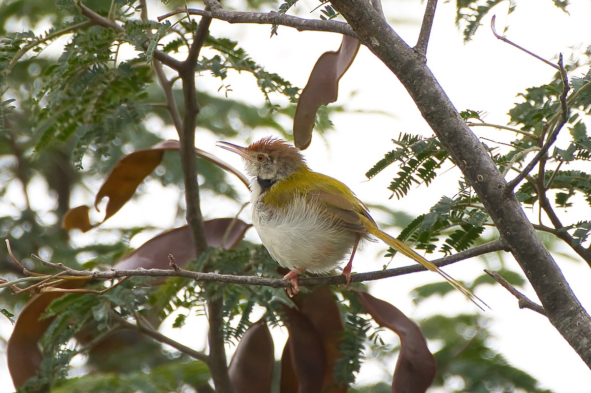 Common Tailorbird - ML642218277