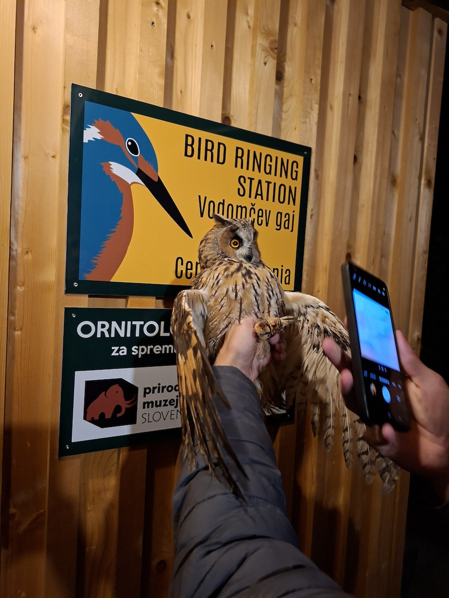 Long-eared Owl - ML642218278