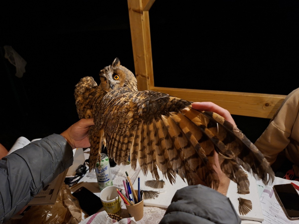 Long-eared Owl - ML642218279