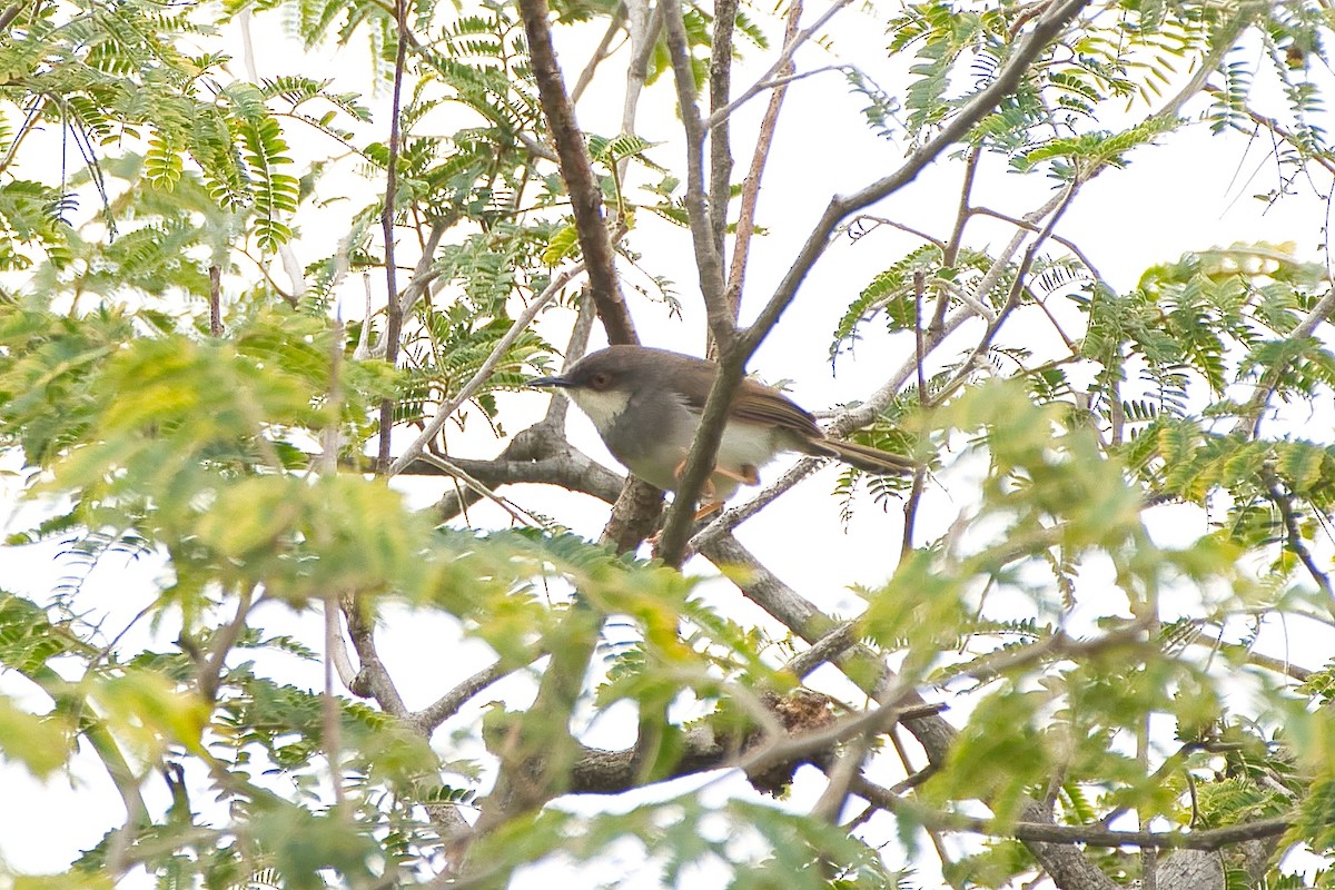 Gray-breasted Prinia - ML642218281