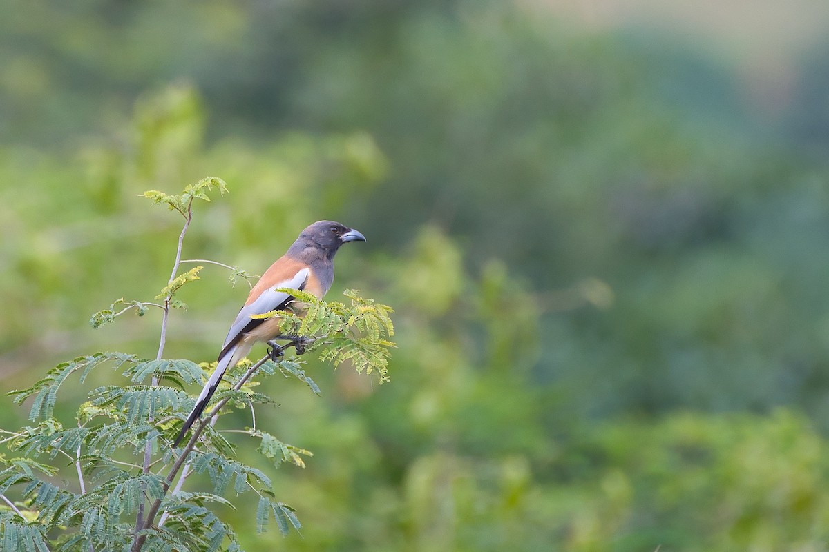 Rufous Treepie - ML642218290