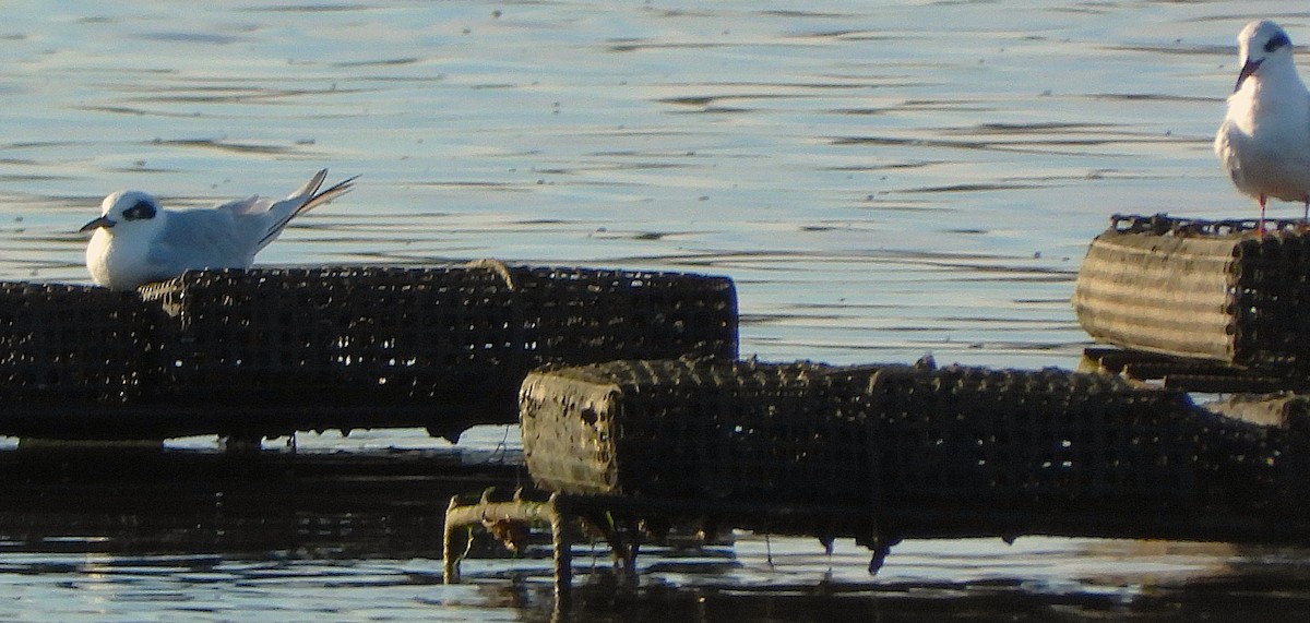 Forster's Tern - ML642218334
