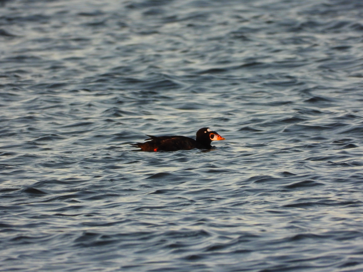 Surf Scoter - ML642218360