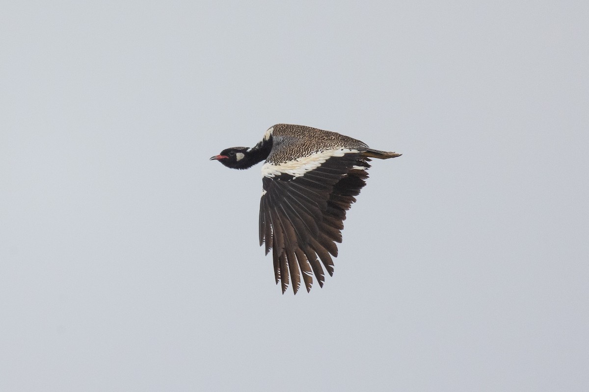 Black Bustard - ML642218365