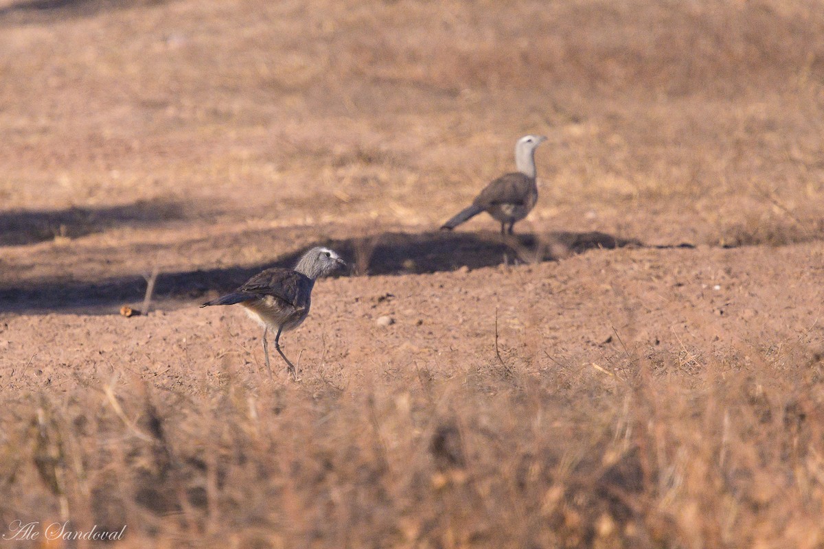 Cariama de Burmeister - ML642218375