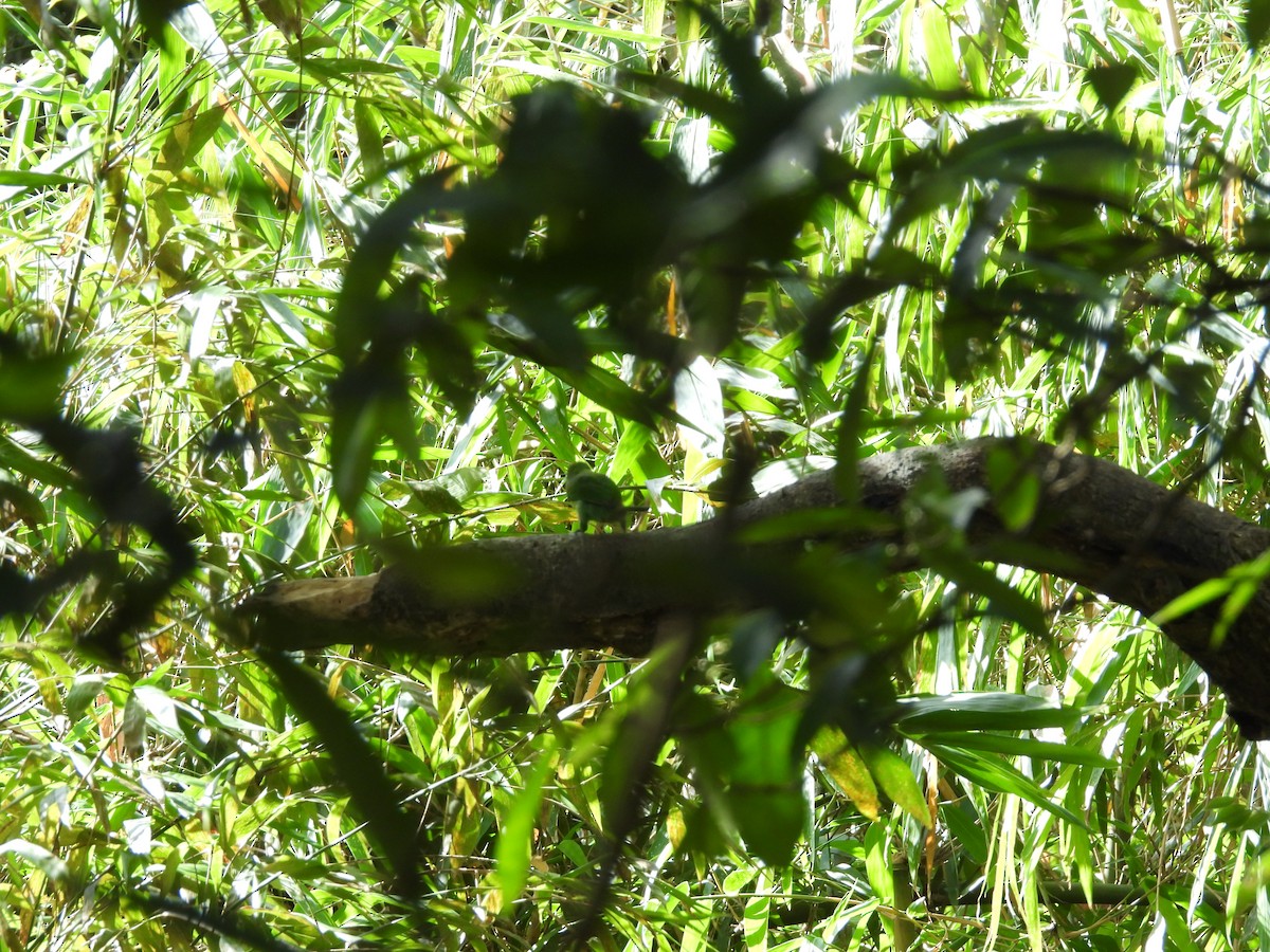 Taiwan Barbet - ML642218392