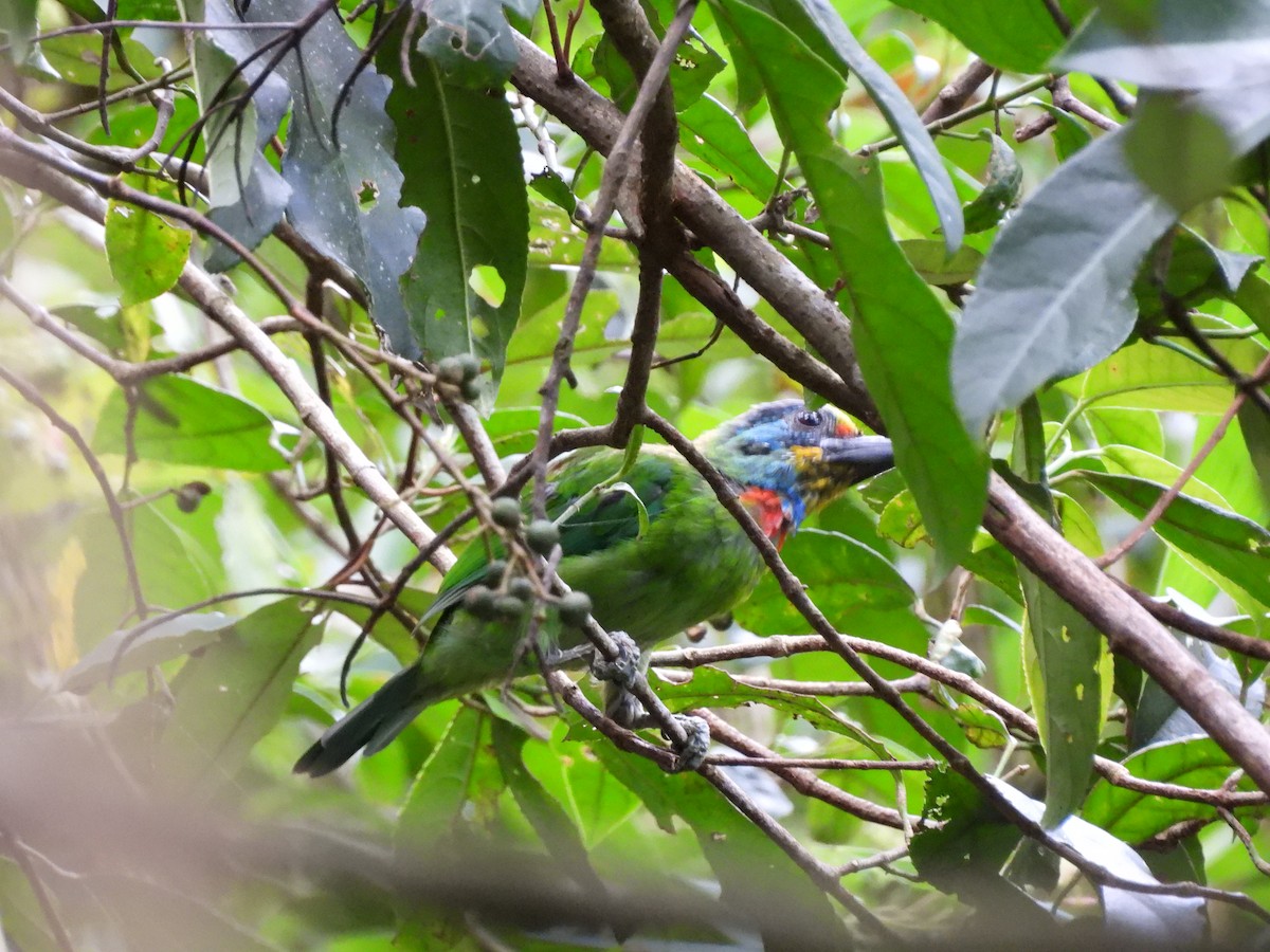 Taiwan Barbet - ML642218393