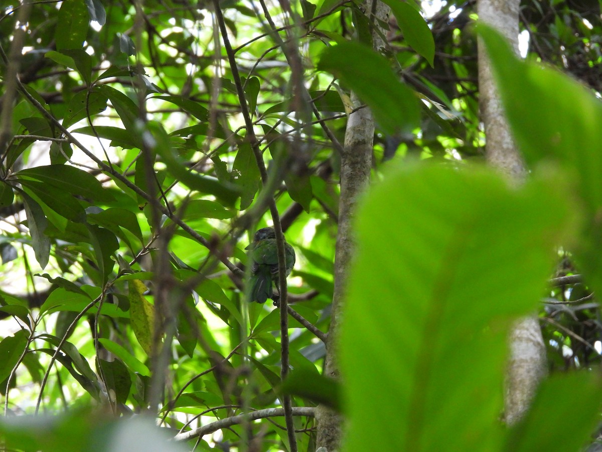 Taiwan Barbet - ML642218395