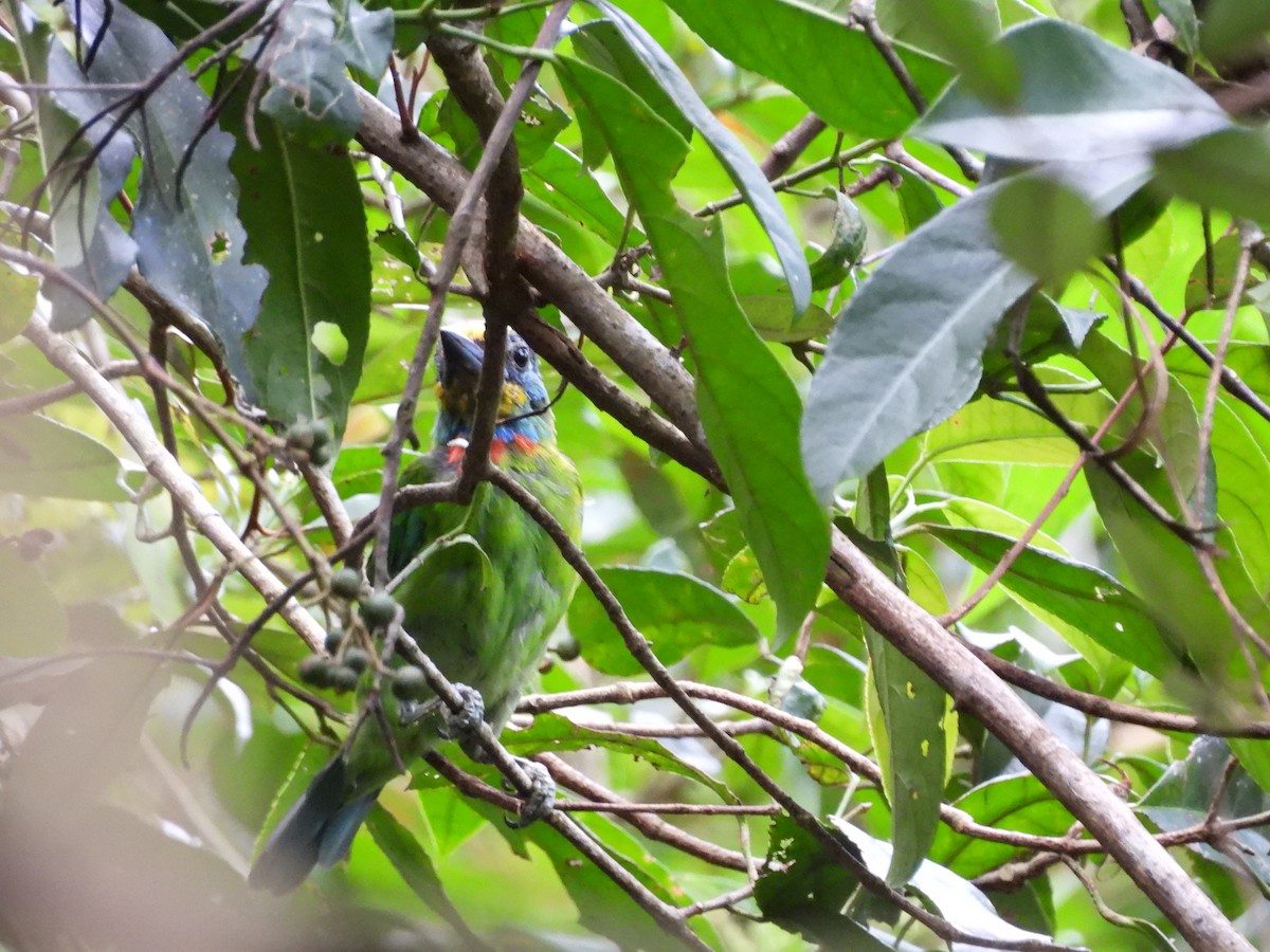 Taiwan Barbet - ML642218396