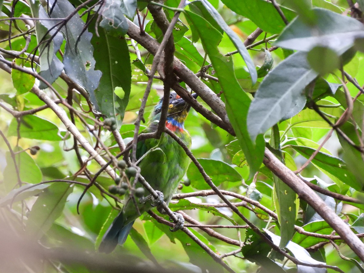 Taiwan Barbet - ML642218397