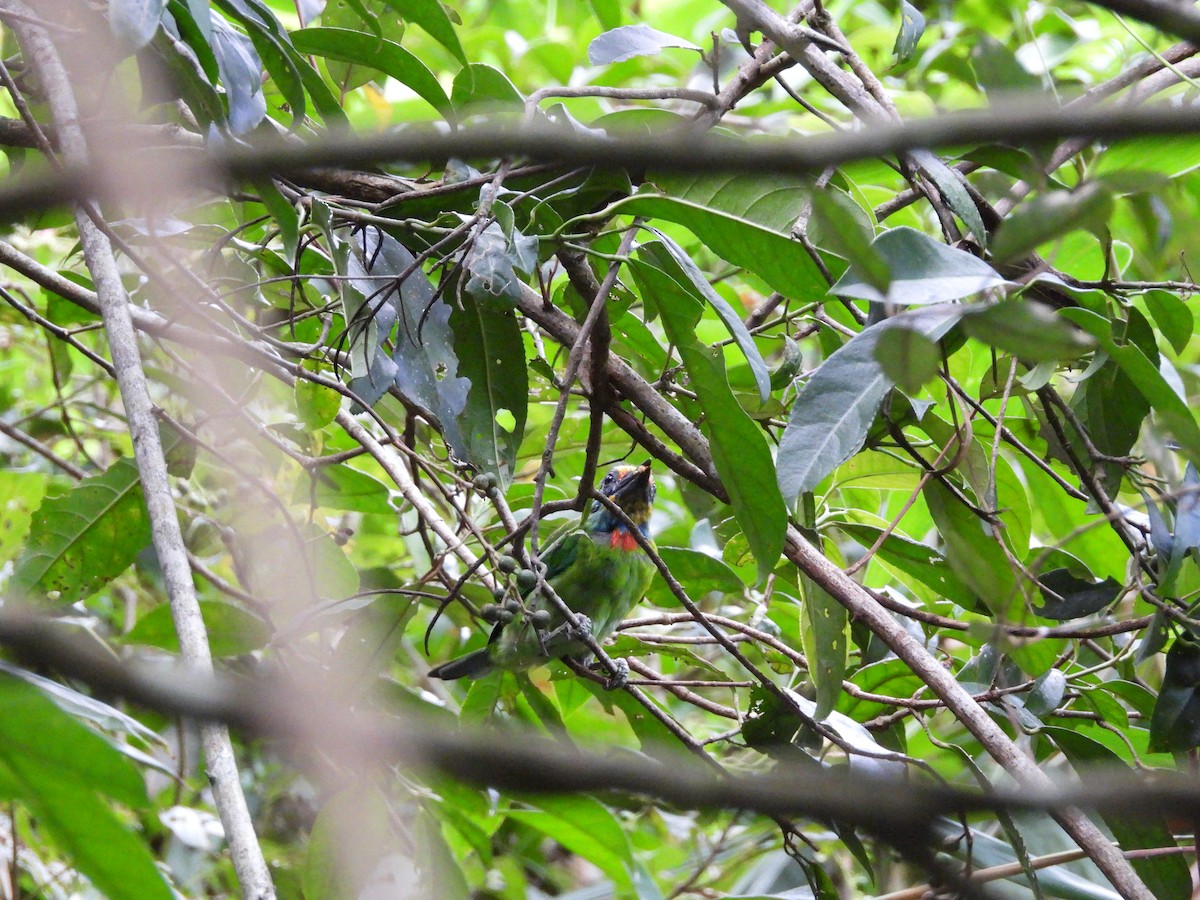 Taiwan Barbet - ML642218398