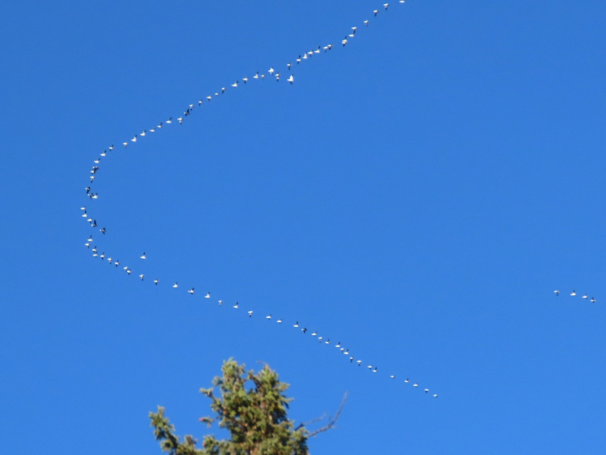 Snow Goose - ML642218405