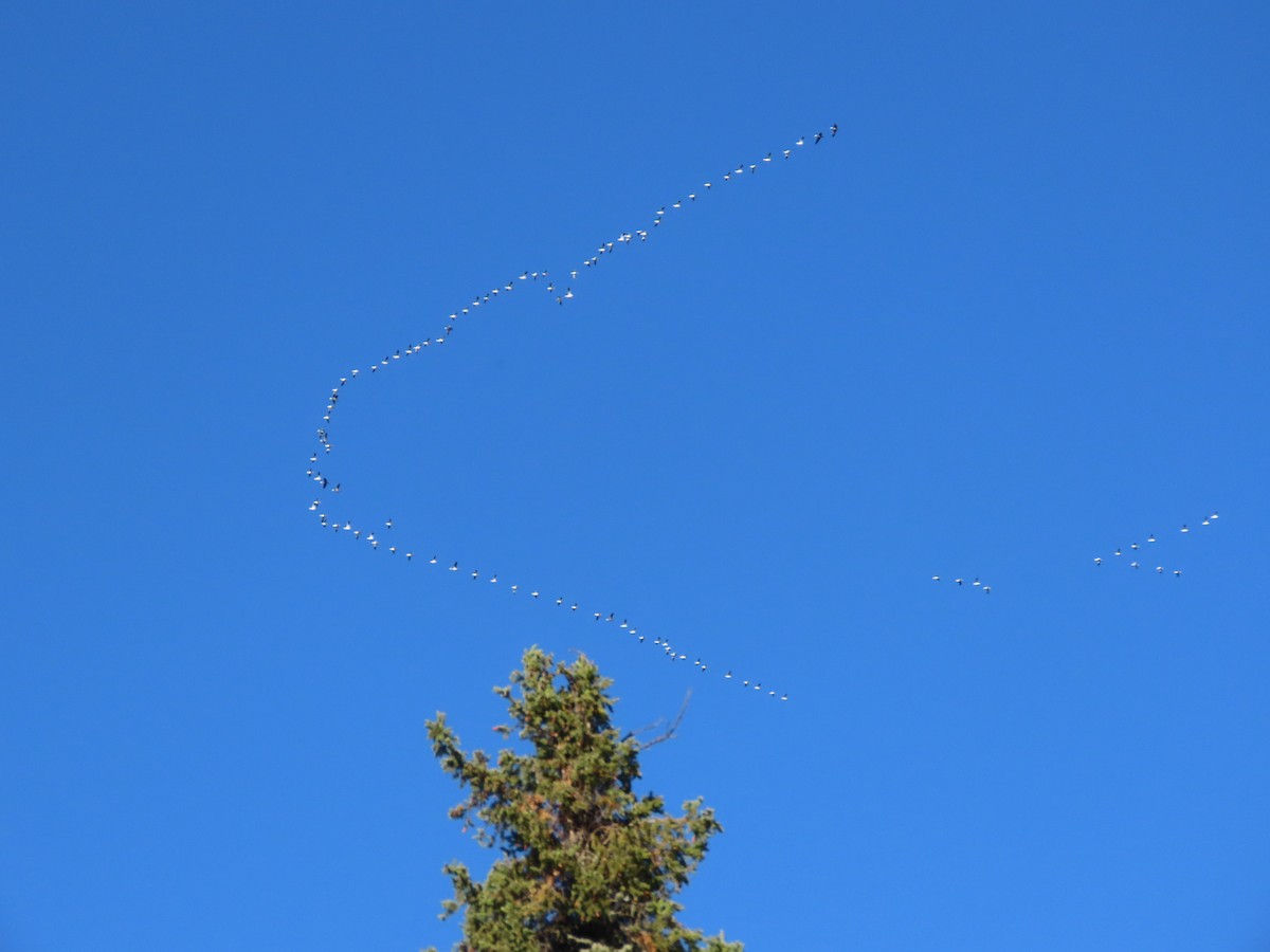 Snow Goose - ML642218406