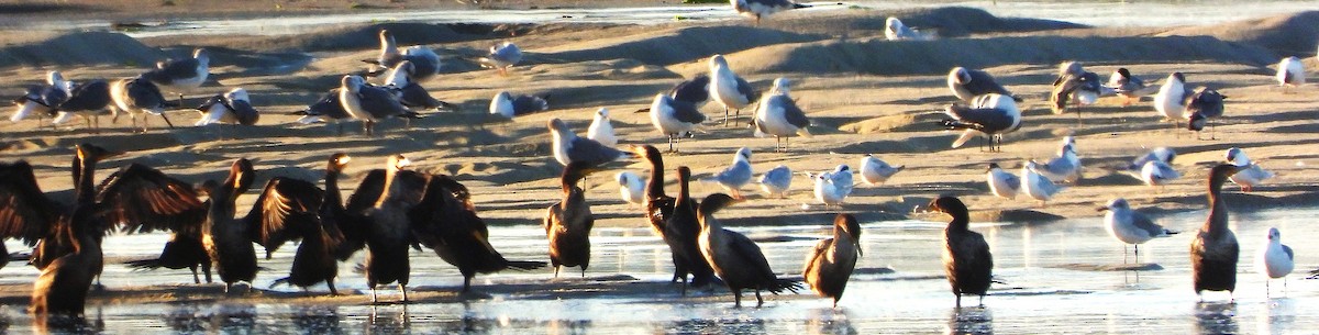 Double-crested Cormorant - ML642218427