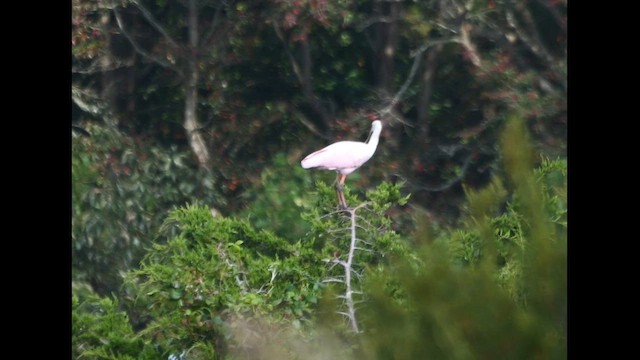 Roseate Spoonbill - ML642218466