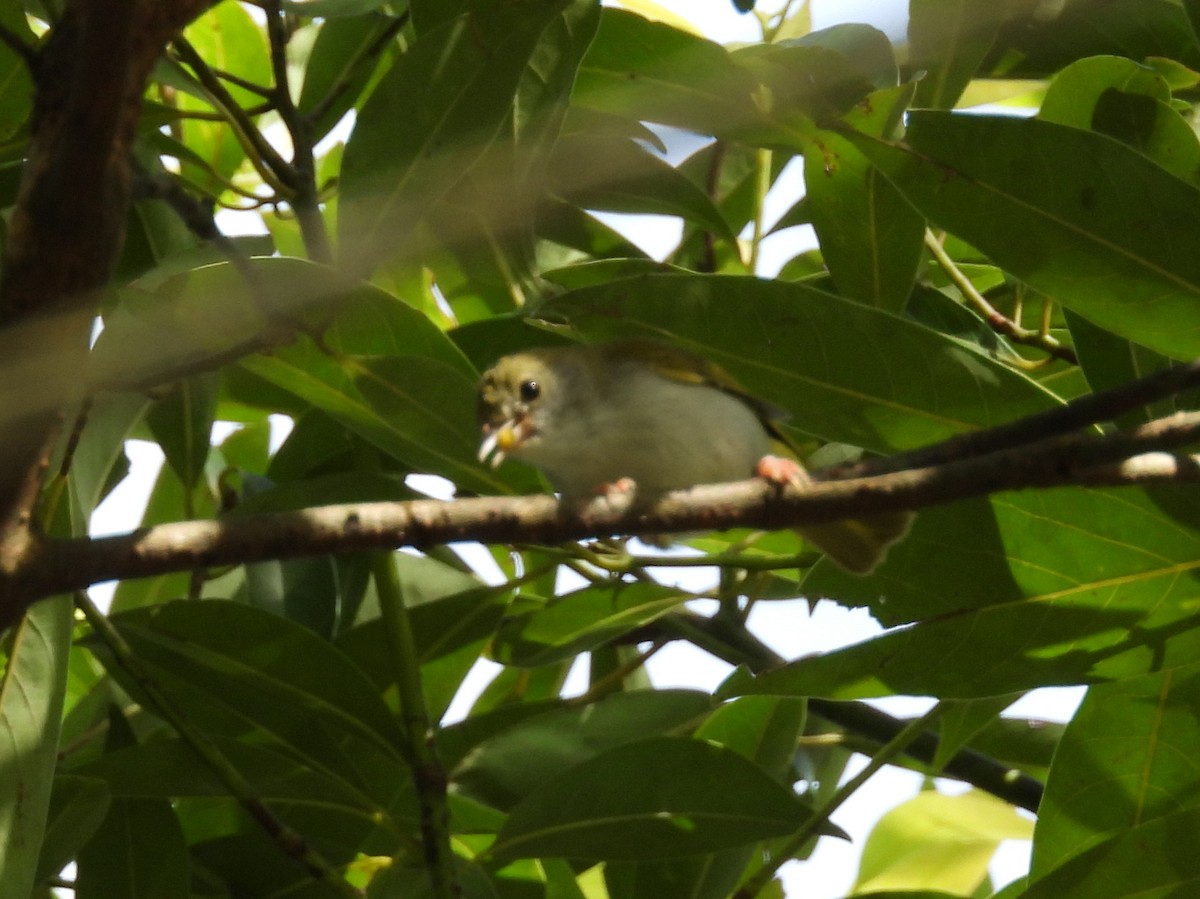 White-bellied Erpornis - ML642218472
