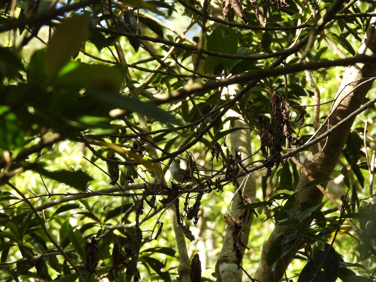 White-bellied Erpornis - ML642218473