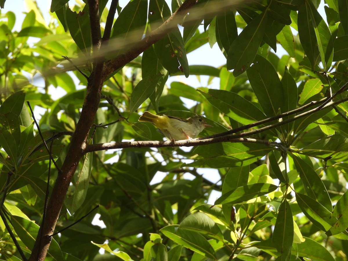 White-bellied Erpornis - ML642218474