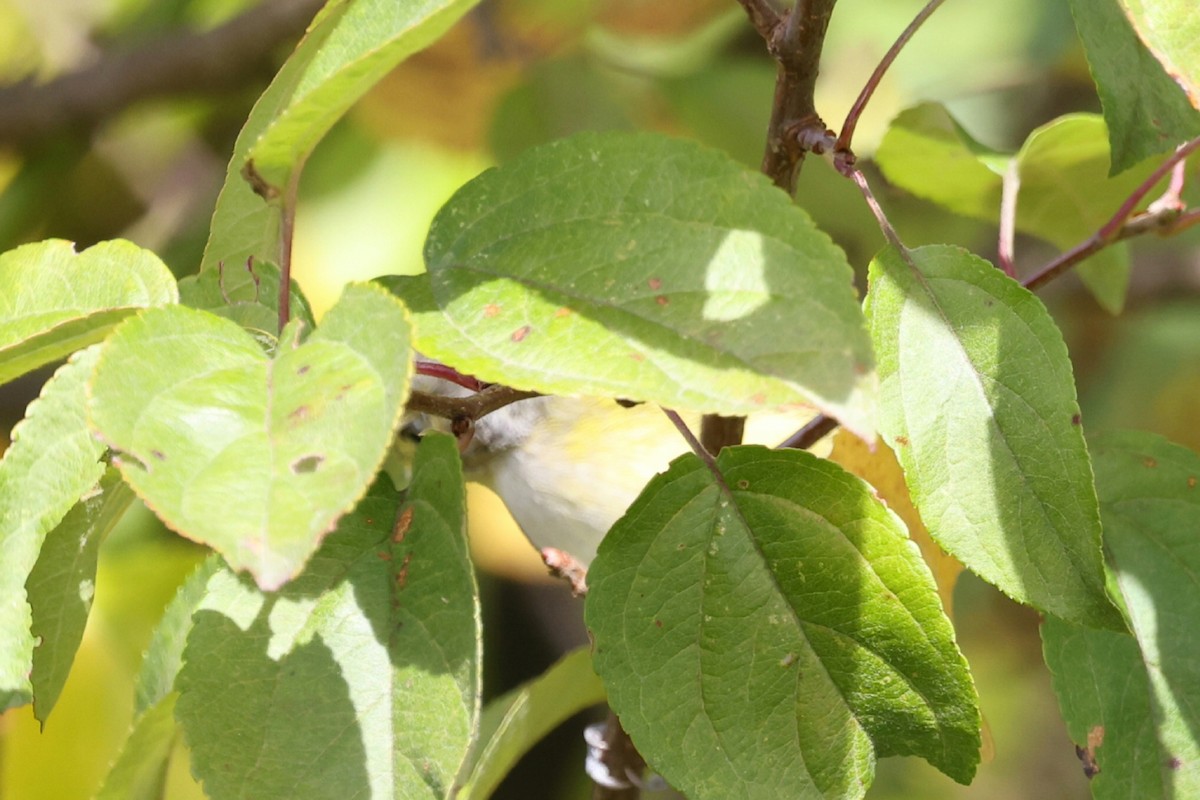 White-eyed Vireo - ML642218477