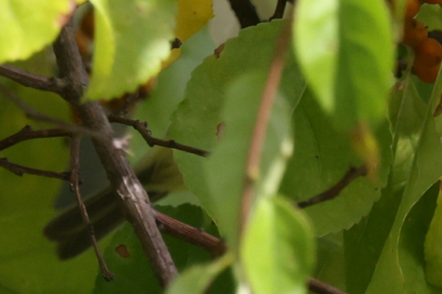 White-eyed Vireo - ML642218478