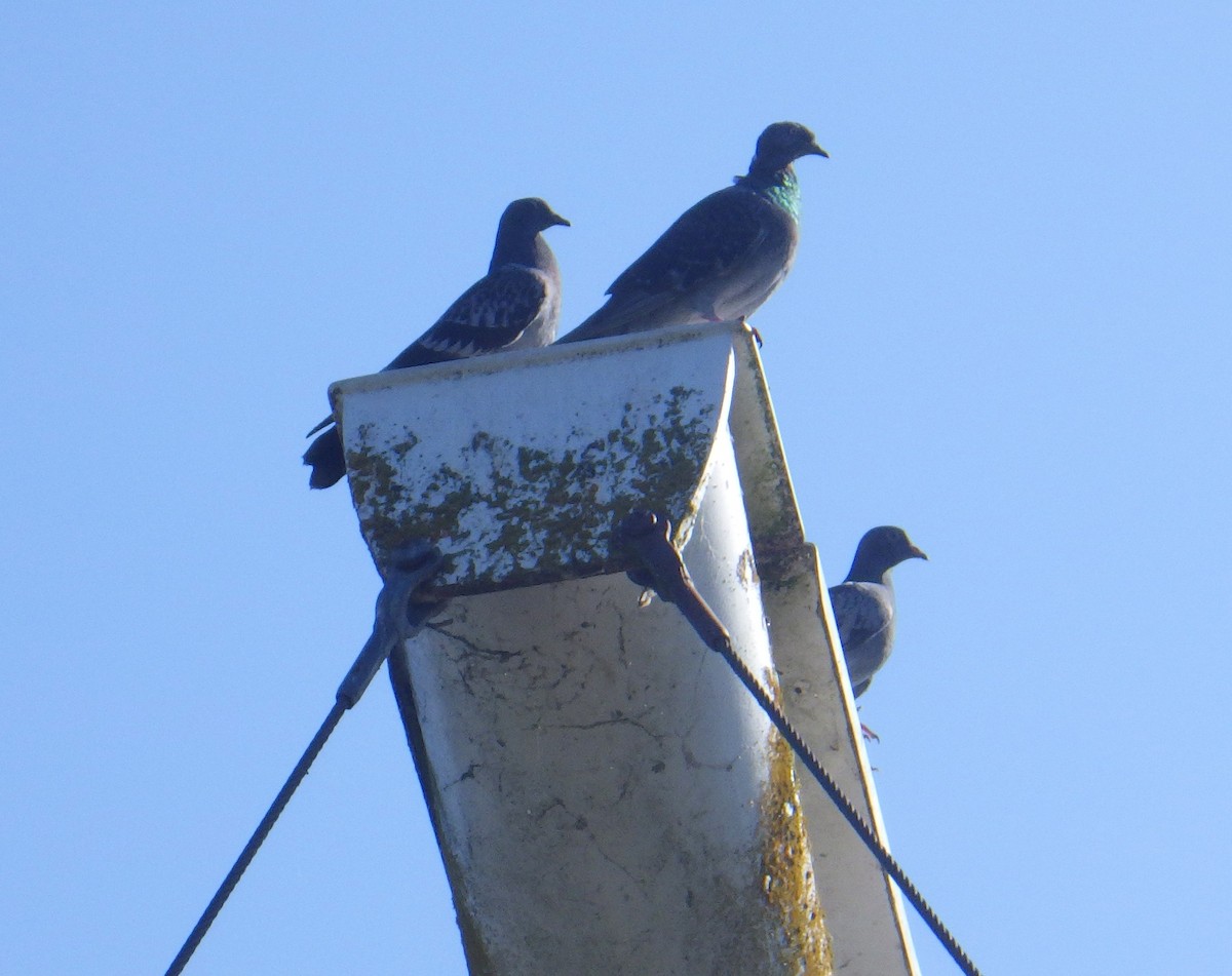 Rock Pigeon (Feral Pigeon) - ML642218483