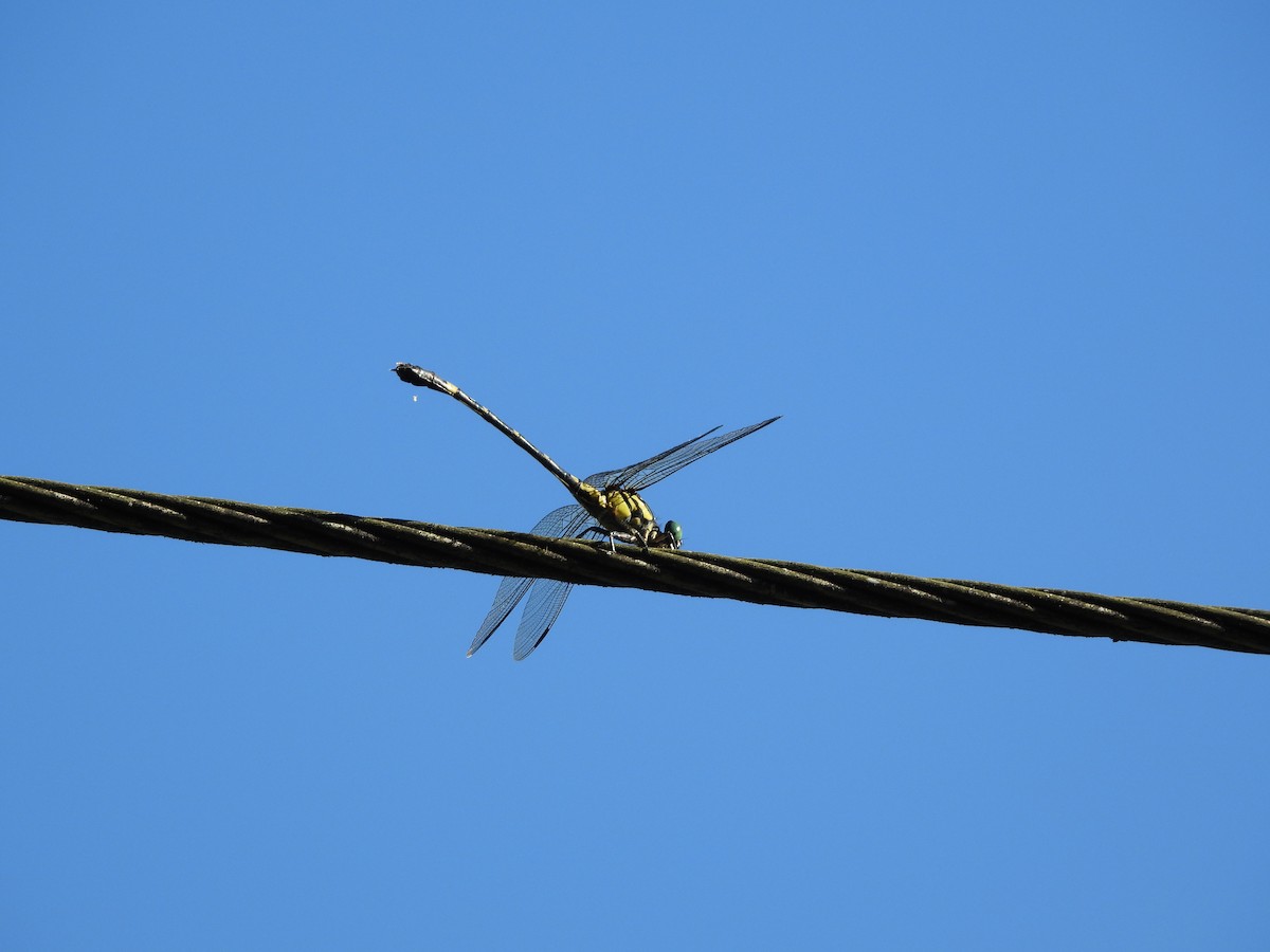 Asiagomphus septimus - 尹伶 王