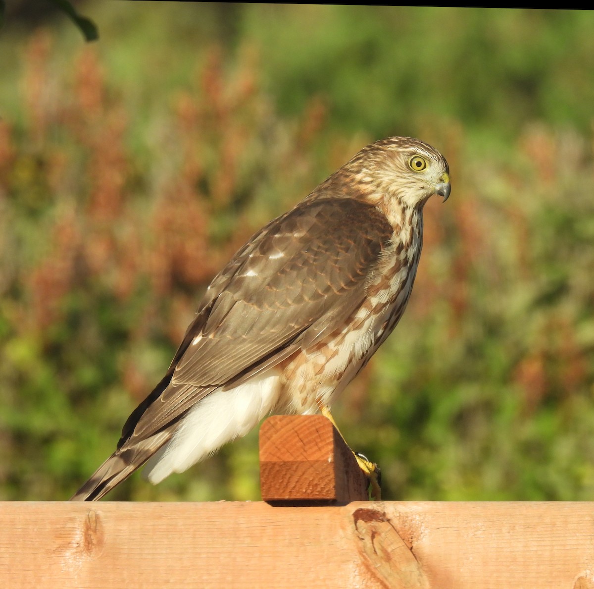 Sharp-shinned Hawk - ML642218498