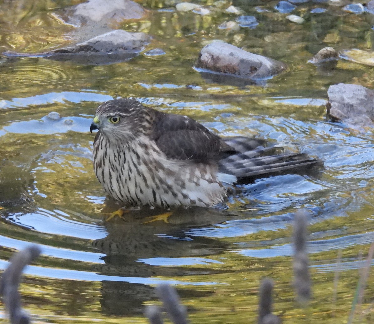 Sharp-shinned Hawk - ML642218499
