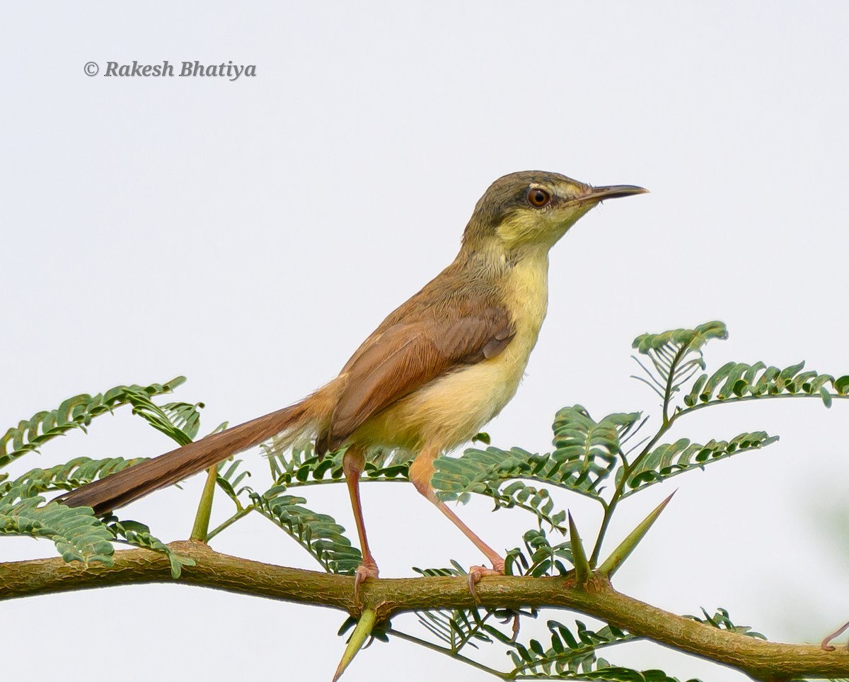 Ashy Prinia - ML642218503