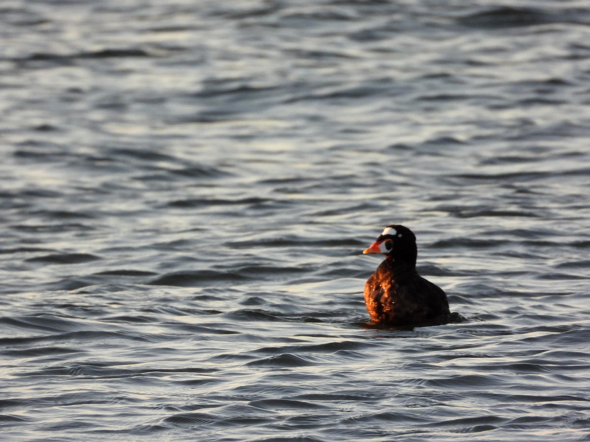 Surf Scoter - ML642218506