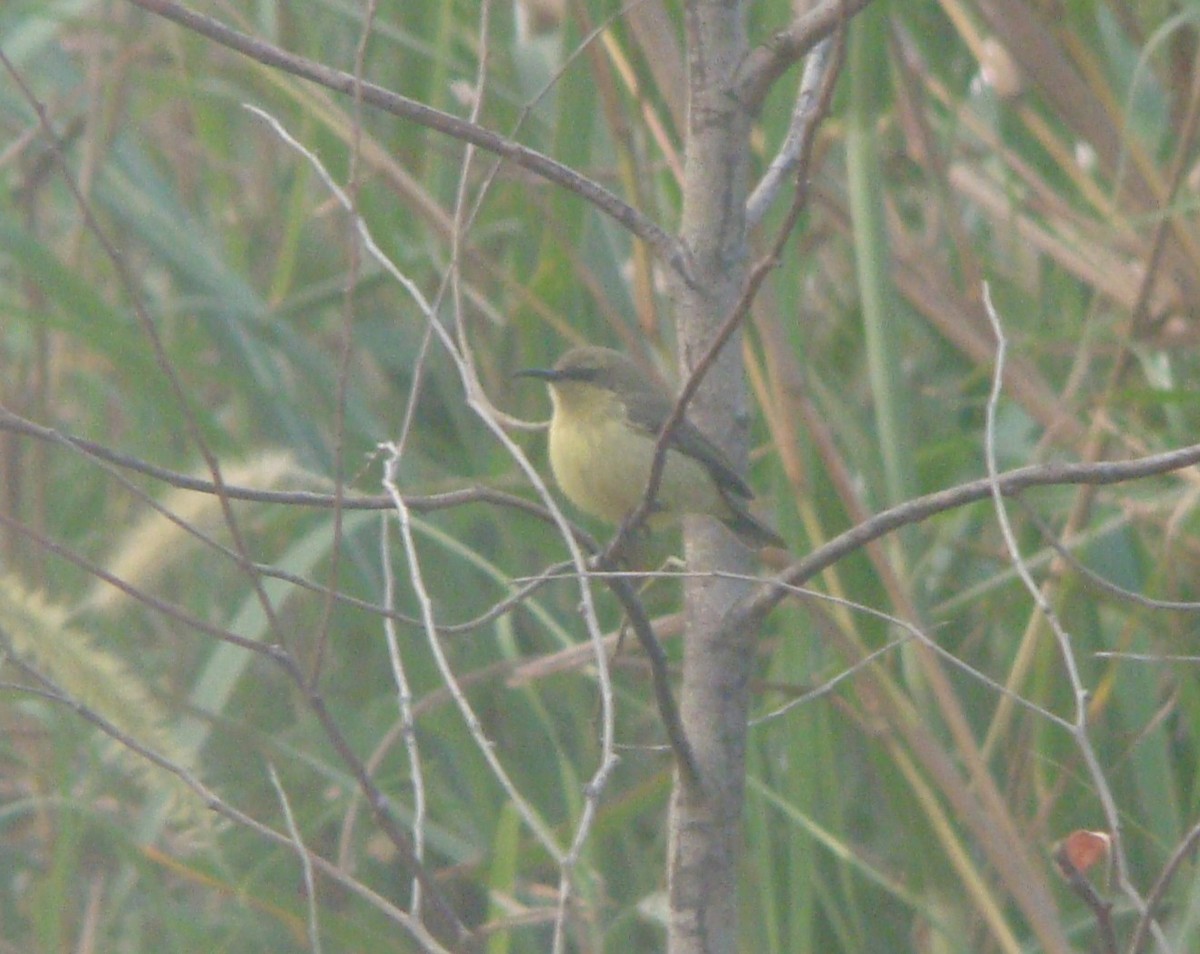 Copper Sunbird - ML642218509