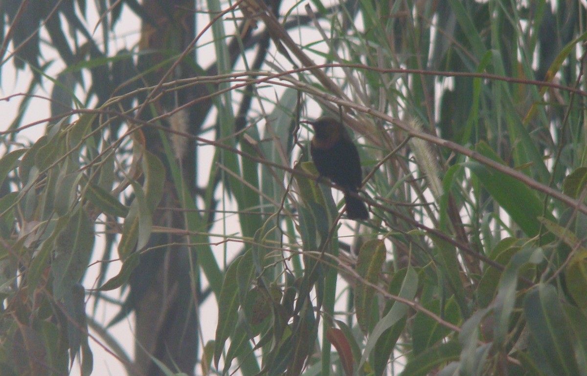 Copper Sunbird - ML642218510
