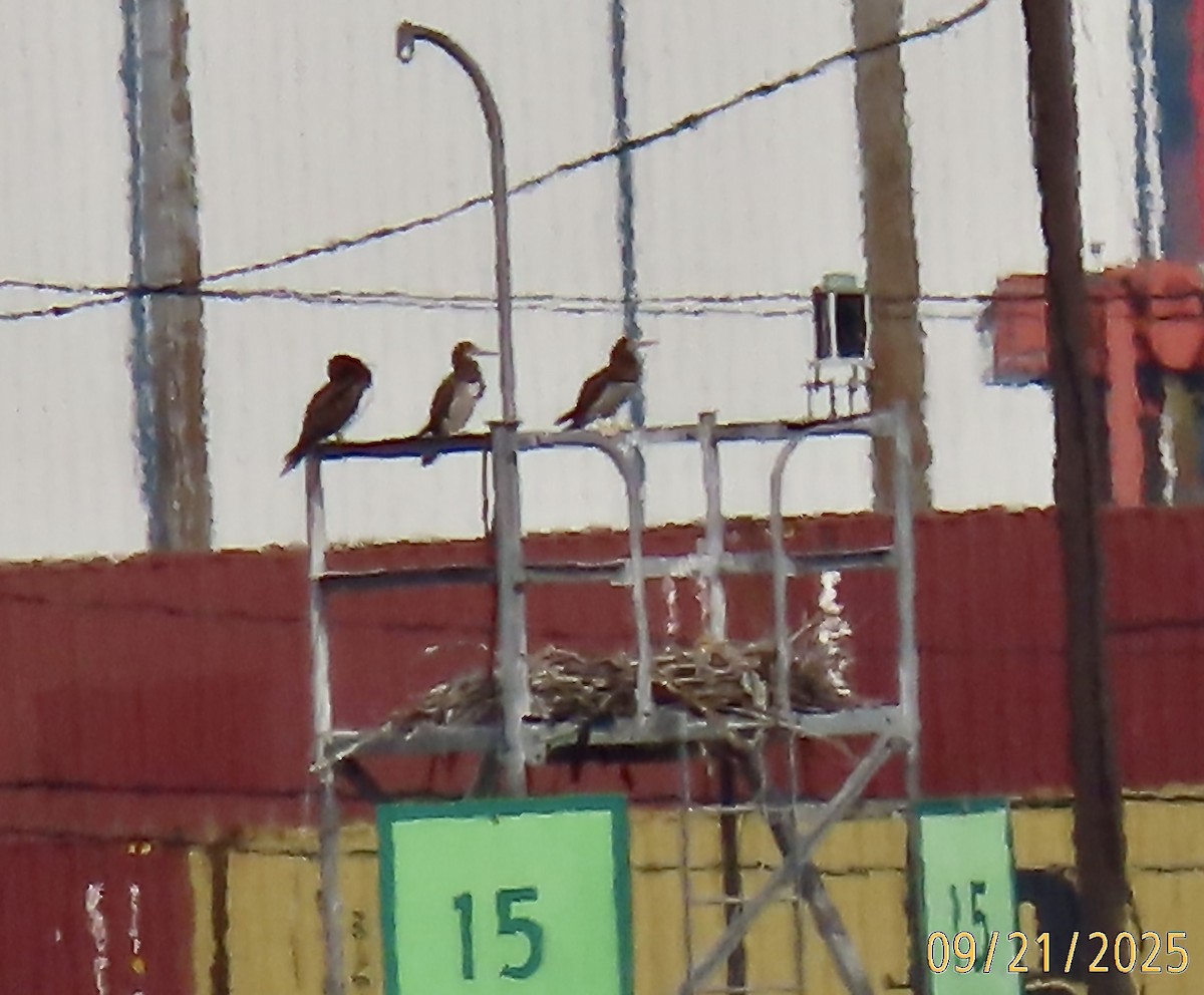 Brown Booby - ML642218512