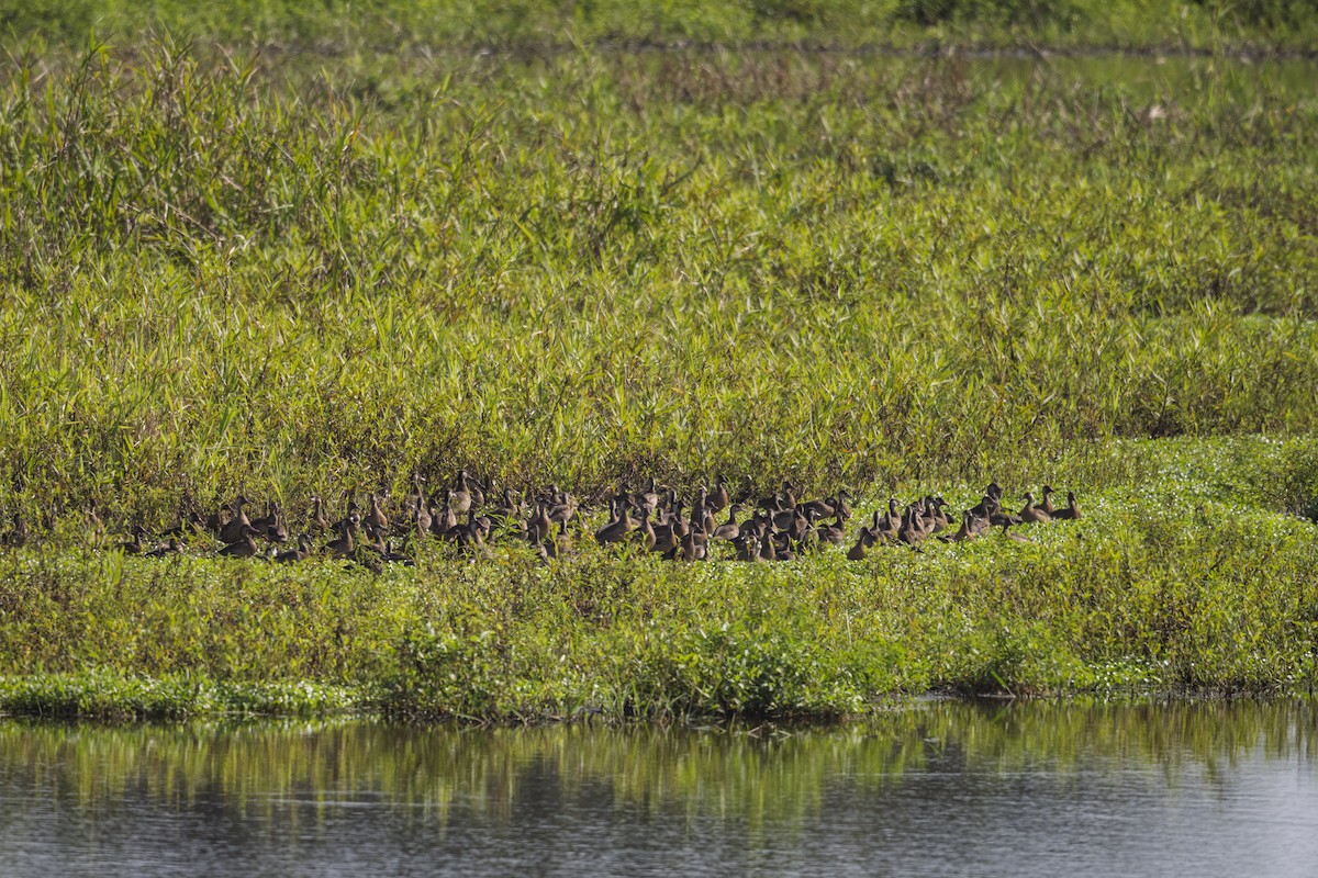 Brazilian Teal - ML642218528