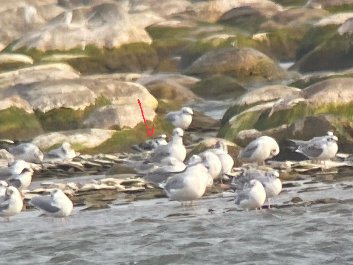 Little Gull - ML642218541