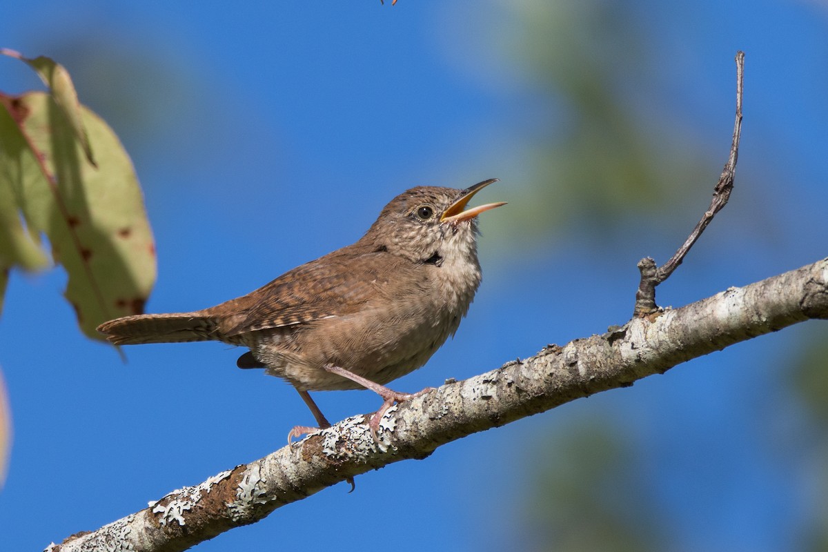 Northern House Wren - ML642218561