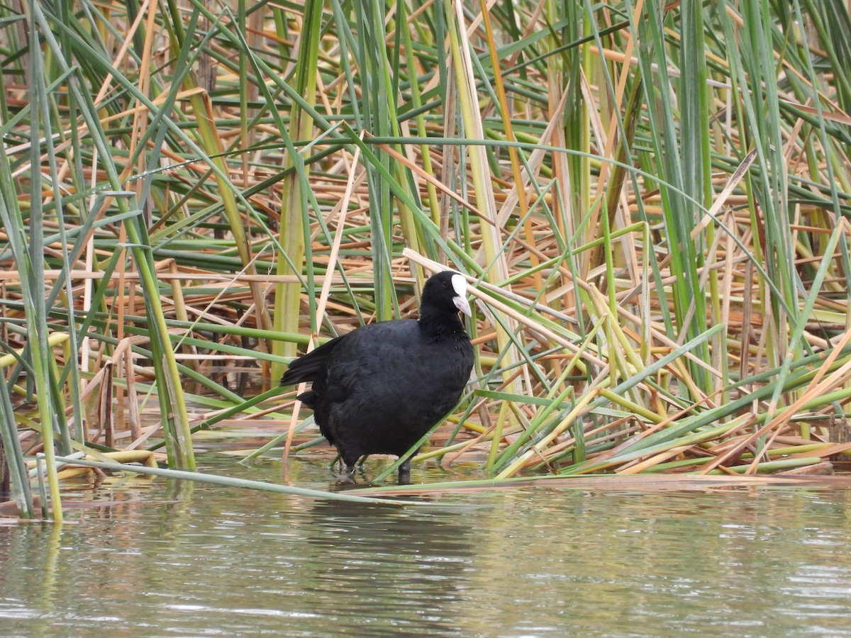 Eurasian Coot - ML642218563