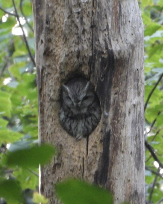 Eastern Screech-Owl - ML642218572