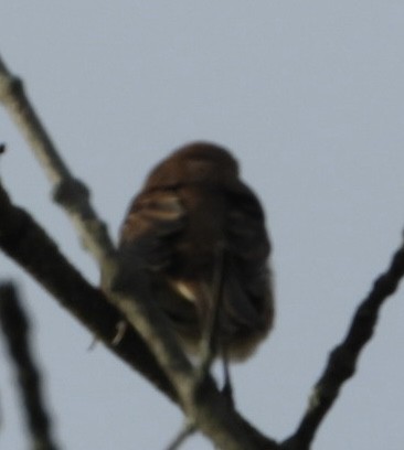 Brown Thrasher - ML642218593